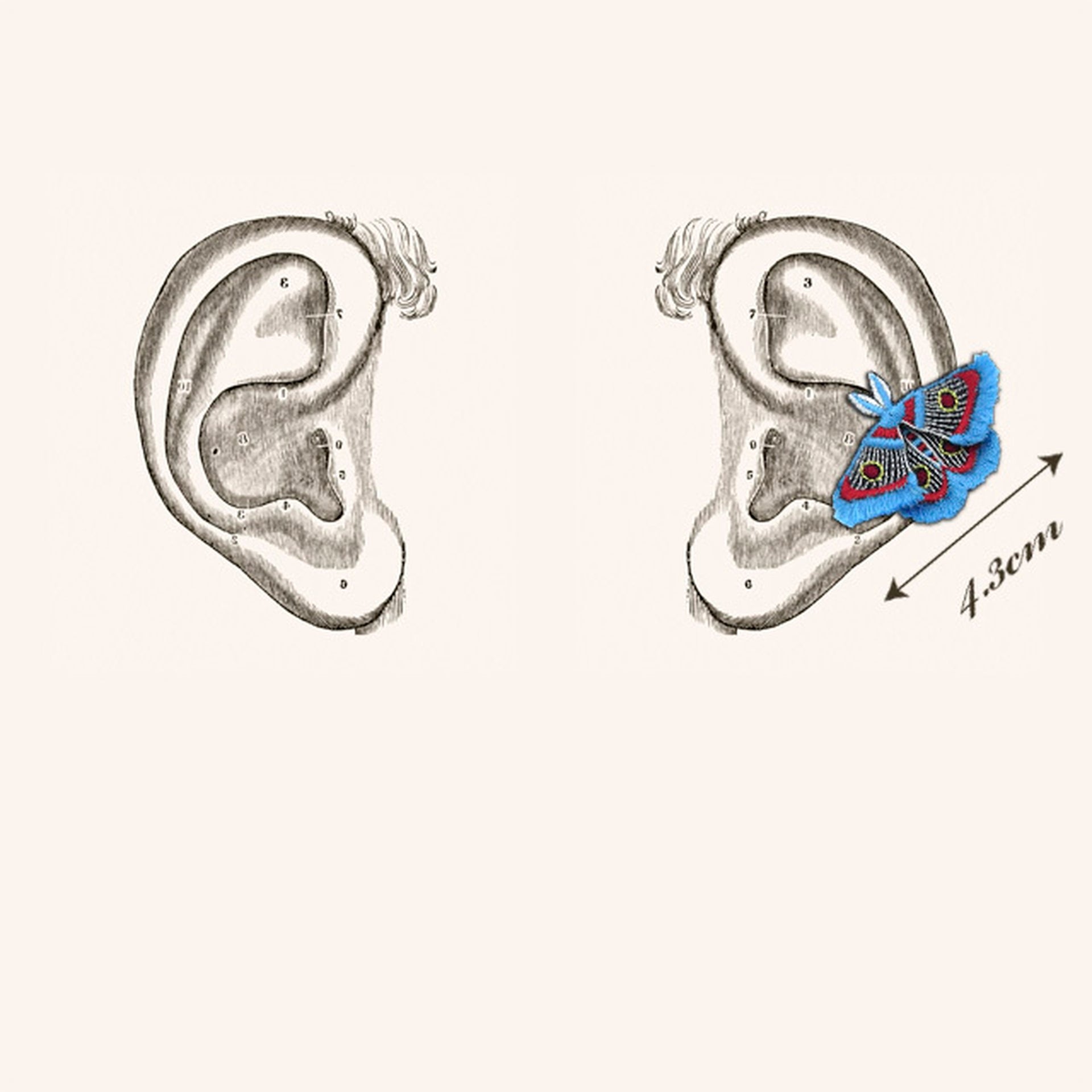 ARRO / MOTH / EARRING EAR-CLIP / TURQUOISE